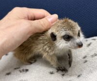 ミーアキャットベビー♀ 当店CB（2026年5月9日産まれ）懐っこいです♪の画像11