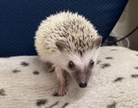 ハリネズミ（国産ベビー：パイド♀ ）超懐っこいです♪の画像10