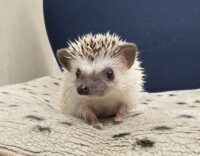 ハリネズミ（国産ベビー：パイド♀ ）超懐っこいです♪の画像5