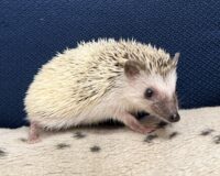 ハリネズミ（国産ベビー：パイド♀ ）超懐っこいです♪の画像2
