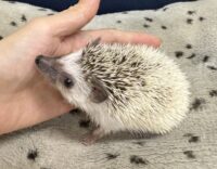 ハリネズミ（国産ベビー：パイド♀ ）超懐っこいです♪の画像3