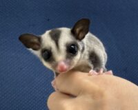 フクロモモンガの画像2