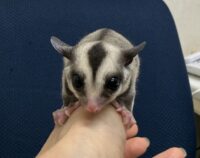 フクロモモンガの画像5