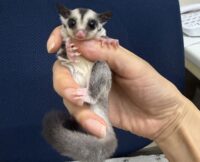 フクロモモンガの画像7