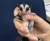 フクロモモンガの画像9