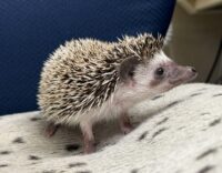 ハリネズミ(国産ベビー:ソルト&ペッパー♀)超懐っこいです♪の画像1