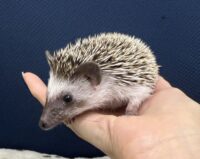 ハリネズミ(国産ベビー:ソルト&ペッパー♀)超懐っこいです♪の画像6