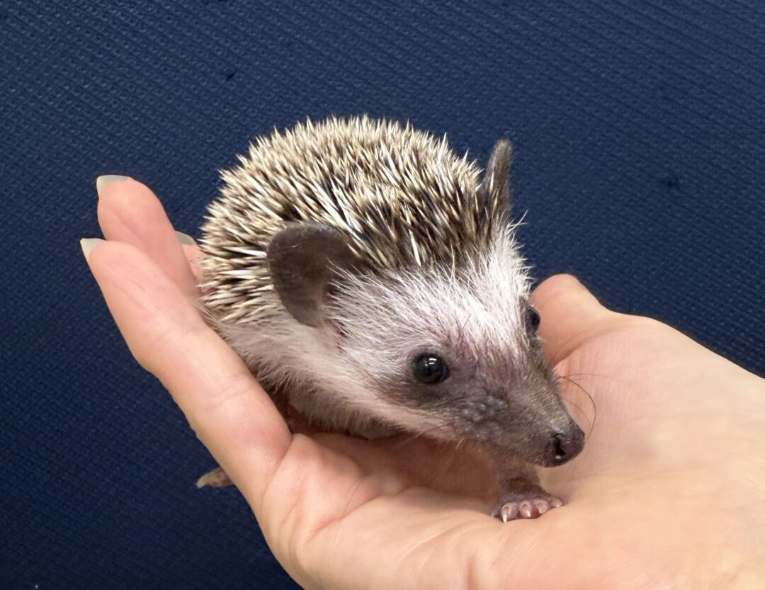 ハリネズミ(国産ベビー:ソルト&ペッパー♀)超懐っこいです♪のメイン画像
