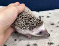 ハリネズミ(国産ベビー:ソルト&ペッパー♀)超懐っこいです♪の画像5