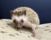 ハリネズミ(国産ベビー:ソルト&ペッパー♀)超懐っこいです♪の画像7
