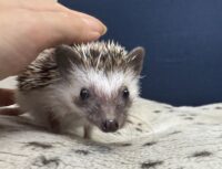 ハリネズミ(国産ベビー:ソルト&ペッパー♀)超懐っこいです♪の画像4