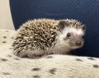 ハリネズミ(国産ベビー:ソルト&ペッパー♀)超懐っこいです♪の画像2