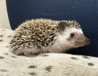 ハリネズミ(国産ベビー:ソルト&ペッパー♀)超懐っこいです♪の画像9