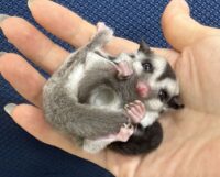 フクロモモンガの画像1
