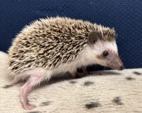 ハリネズミ(国産ベビー:ソルト&ペッパー♀)超懐っこいです♪の画像11