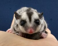 フクロモモンガの画像2