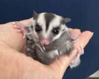 フクロモモンガの画像10