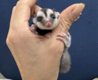 フクロモモンガの画像4