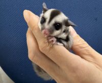 フクロモモンガの画像11