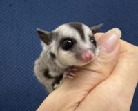 フクロモモンガの画像5