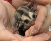 フクロモモンガの画像7