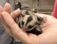 フクロモモンガの画像8