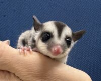 フクロモモンガの画像6