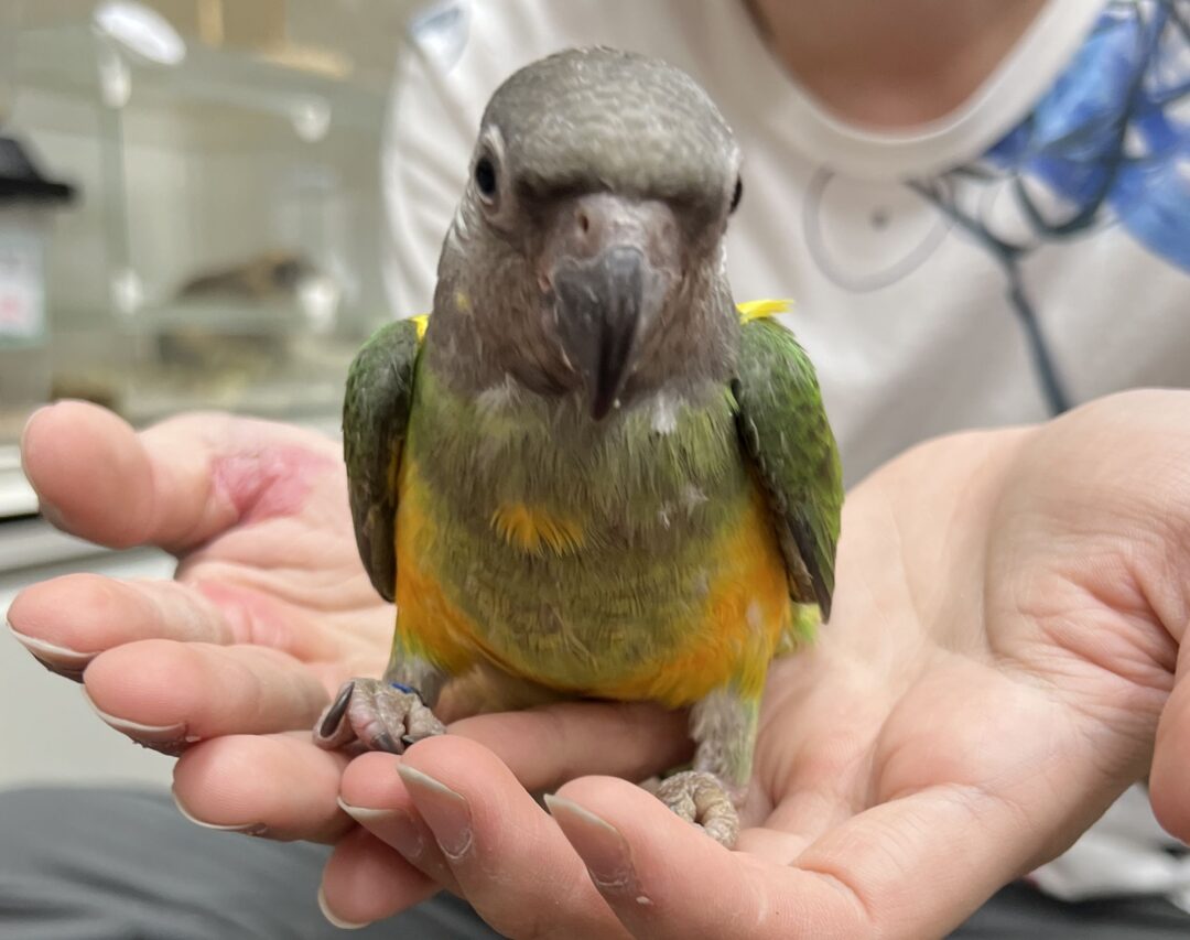 セネガルパロット | ピュアアニマル