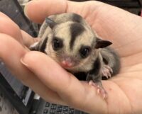 フクロモモンガの画像1
