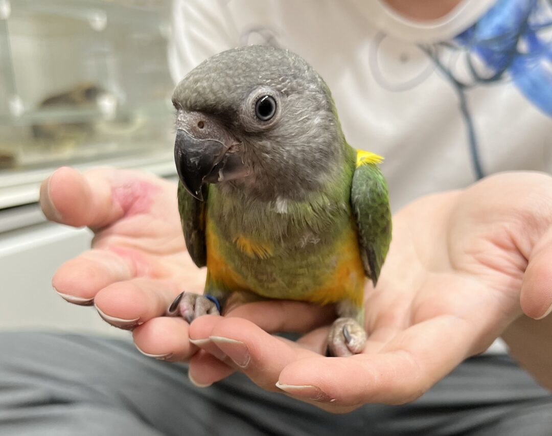 セネガルパロット | ピュアアニマル