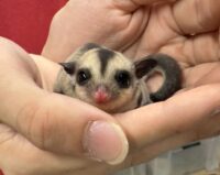 フクロモモンガの画像5