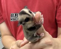 フクロモモンガの画像3