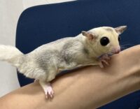 フクロモモンガの画像4