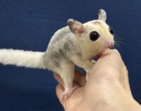 フクロモモンガの画像5