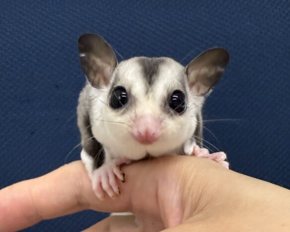 フクロモモンガのメイン画像