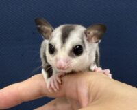 フクロモモンガの画像10