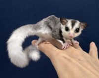 フクロモモンガの画像9