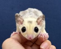 フクロモモンガの画像9