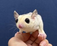 フクロモモンガの画像10