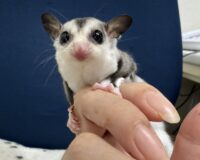 フクロモモンガの画像8