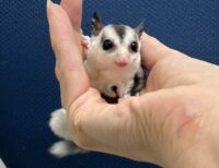 フクロモモンガの画像5