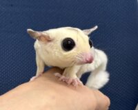 フクロモモンガの画像6