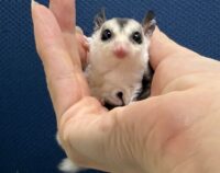 フクロモモンガの画像2