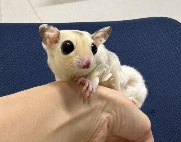 フクロモモンガのメイン画像
