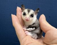 フクロモモンガの画像3