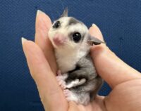 フクロモモンガの画像6