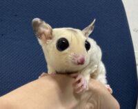 フクロモモンガの画像8