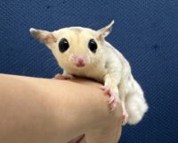 フクロモモンガの画像2