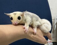フクロモモンガの画像7
