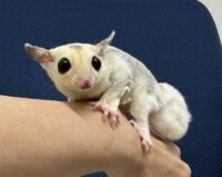 フクロモモンガの画像1